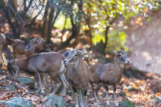 Wilder Mufflon im Zypernwald