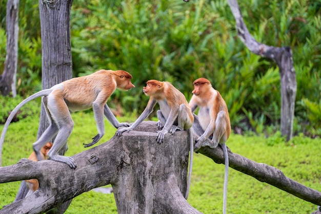 Wilder Nasenaffe oder Nasalis larvatus im Regenwald von Borneo Malaysia