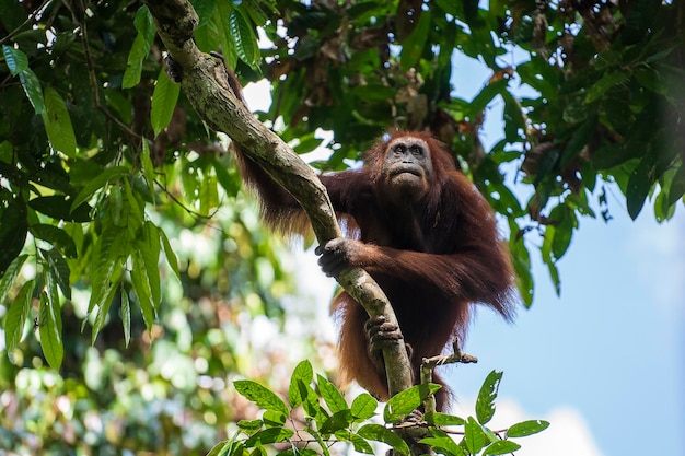 Wilder Orang-Utan im Regenwald von Borneo Malaysia Orang-Utan-Mounkey in der Natur