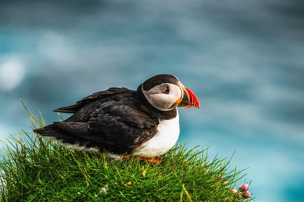 Wilder Papageientaucher-Seevogel in der Auk-Familie.