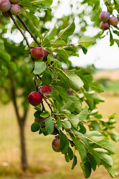 Wilder Pflaumenbaum in einem Obstgarten in Frankreich im Sommer Blaue und violette Pflaumen im Garten Prunus Domestica