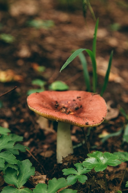 Wilder Pilz im Wald, natürliche Nahrung, Sommerernte.