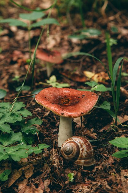 Wilder Pilz im Wald, natürliche Nahrung, Sommerernte.