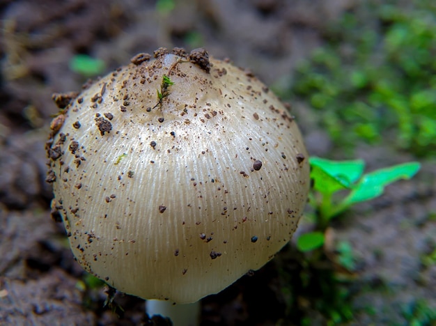 Wilder Pilz in der Natur im tropischen Wald