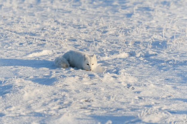 Wilder Polarfuchs, der im Winter in der Tundra liegt Lustiger Polarfuchs spielt