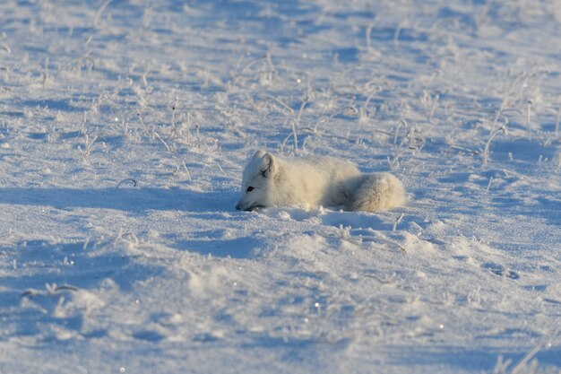 Wilder Polarfuchs, der im Winter in der Tundra liegt. Lustiges Polarfuchsspiel.