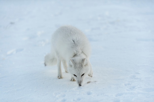 Wilder Polarfuchs mit Plastik am Hals in der Wintertundra Ökologieproblem Plastikverschmutzung