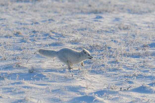 Wilder Polarfuchs (Vulpes Lagopus) in der Tundra im Winter. Weißer Polarfuchs läuft.