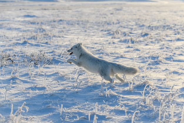 Wilder Polarfuchs (Vulpes Lagopus) in der Tundra im Winter. Weißer Polarfuchs läuft.