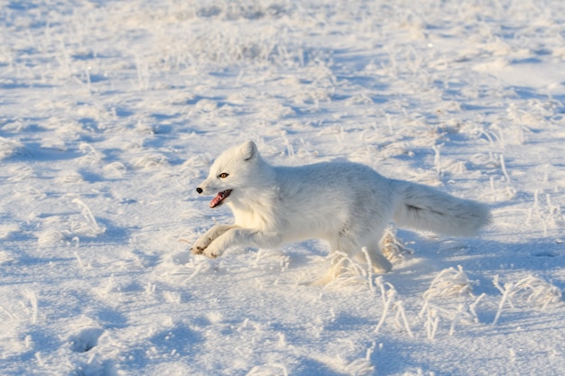 Wilder Polarfuchs (Vulpes Lagopus) in der Tundra im Winter. Weißer Polarfuchs läuft.