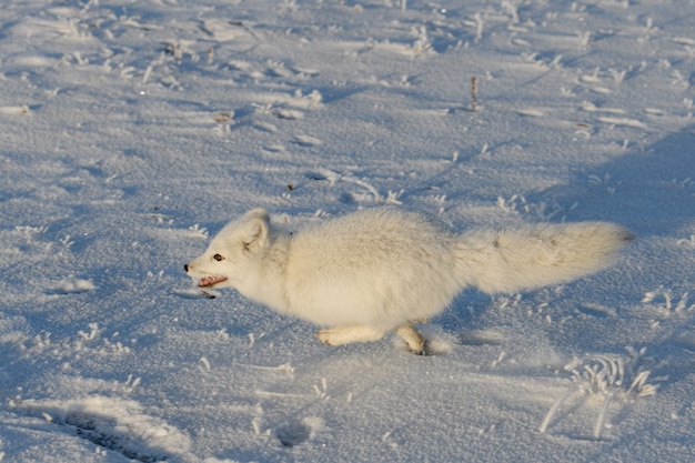 Wilder Polarfuchs (Vulpes Lagopus) in der Tundra im Winter. Weißer Polarfuchs läuft.