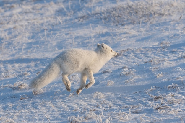 Wilder Polarfuchs Vulpes Lagopus in der Tundra im Winter Weißer Polarfuchs läuft