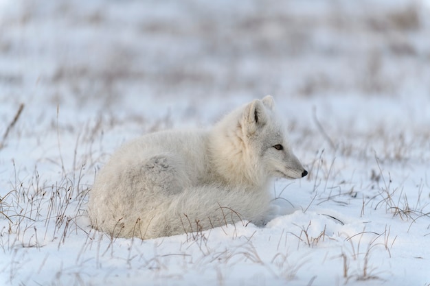 Wilder Polarfuchs (Vulpes Lagopus) in der Tundra im Winter. Weißer Polarfuchs liegt.