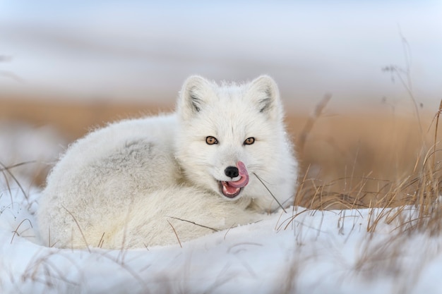 Wilder Polarfuchs (Vulpes Lagopus) in der Tundra im Winter. Weißer Polarfuchs liegt.