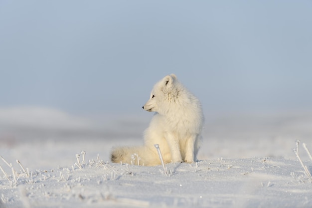 Wilder Polarfuchs Vulpes Lagopus in der Tundra im Winter Weißer Polarfuchs sitzt