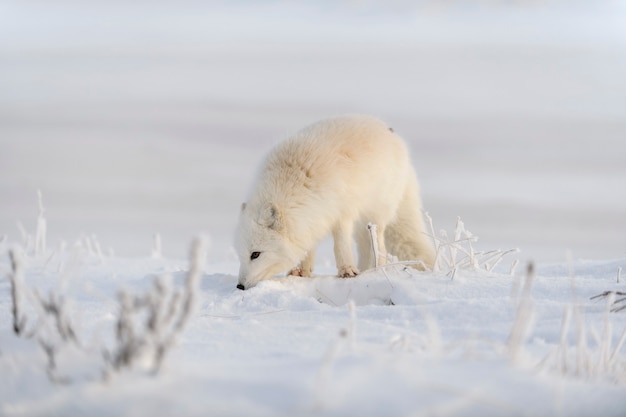 Wilder Polarfuchs (Vulpes Lagopus) in der Tundra im Winter. Weißer Polarfuchs.