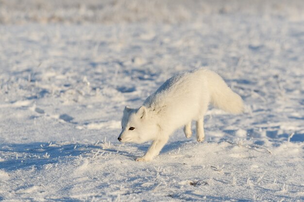 Wilder Polarfuchs (Vulpes Lagopus) in der Tundra im Winter. Weißer Polarfuchs.