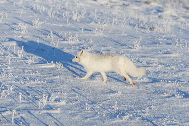 Wilder Polarfuchs (Vulpes Lagopus) in der Tundra im Winter. Weißer Polarfuchs.