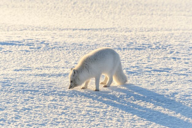 Wilder Polarfuchs (Vulpes Lagopus) in der Tundra im Winter. Weißer Polarfuchs.