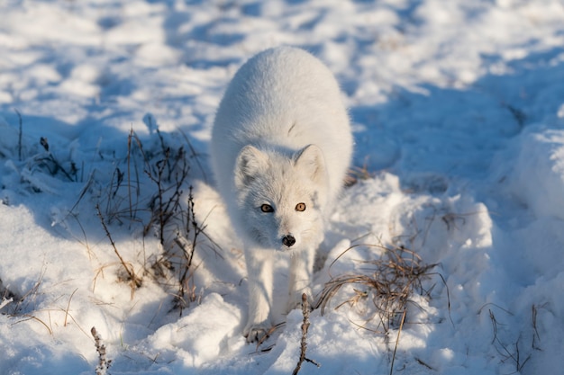 Wilder Polarfuchs (Vulpes Lagopus) in der Tundra im Winter. Weißer Polarfuchs.