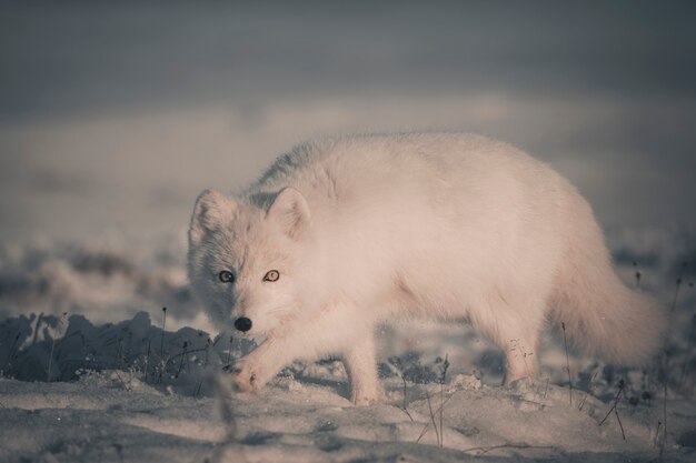 Wilder Polarfuchs (Vulpes Lagopus) in der Tundra im Winter. Weißer Polarfuchs.