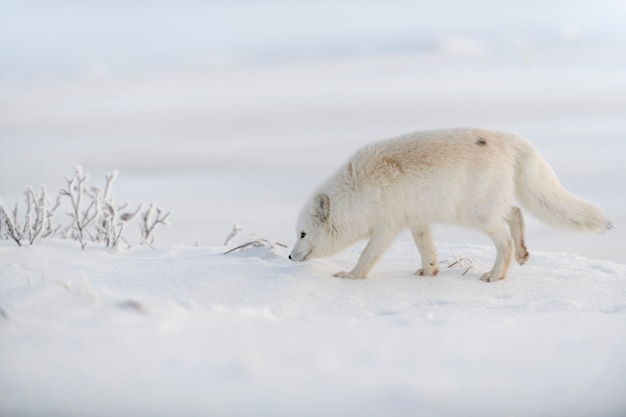 Wilder Polarfuchs (Vulpes Lagopus) in der Tundra im Winter. Weißer Polarfuchs.