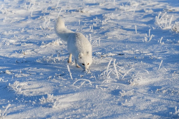 Wilder Polarfuchs Vulpes Lagopus in der Tundra im Winter Weißer Polarfuchs