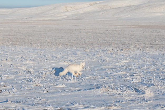 Wilder Polarfuchs Vulpes Lagopus in der Tundra im Winter Weißer Polarfuchs