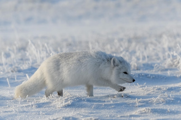 Wilder Polarfuchs Vulpes Lagopus in der Tundra im Winter Weißer Polarfuchs