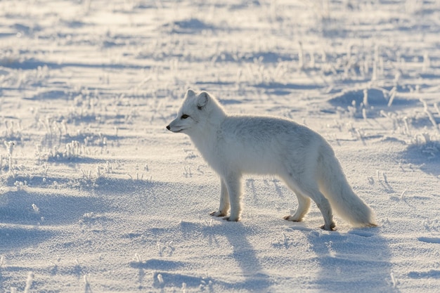 Wilder Polarfuchs Vulpes Lagopus in der Tundra im Winter Weißer Polarfuchs