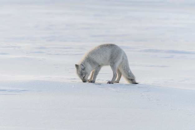 Wilder Polarfuchs (Vulpes Lagopus) in der Tundra im Winter.