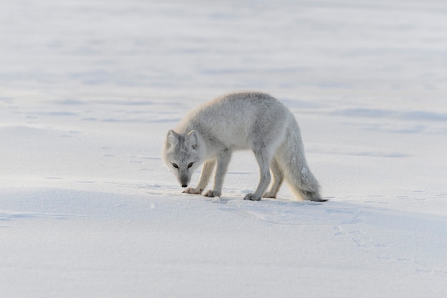 Wilder Polarfuchs (Vulpes Lagopus) in der Tundra im Winter.