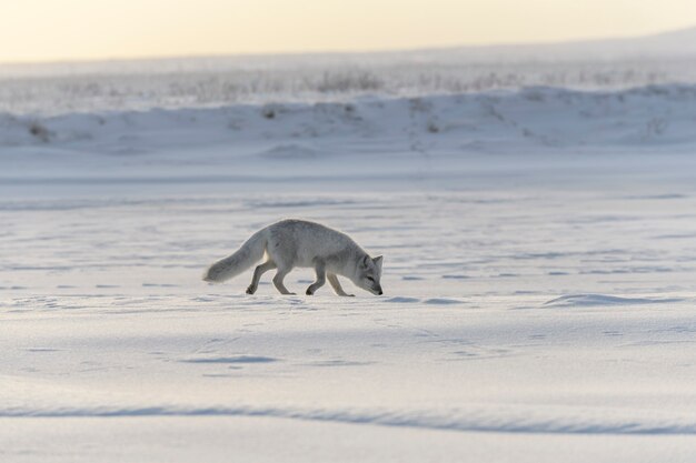 Wilder Polarfuchs (Vulpes Lagopus) in der Tundra im Winter.