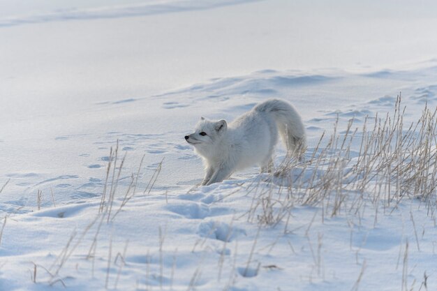 Wilder Polarfuchs (Vulpes Lagopus) in der Tundra im Winter.