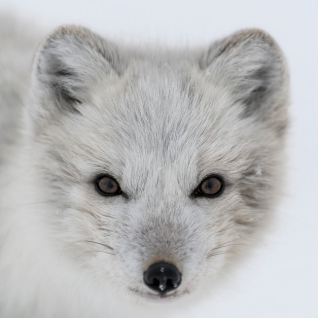 Wilder Polarfuchskopf. Polarfuchs hautnah.