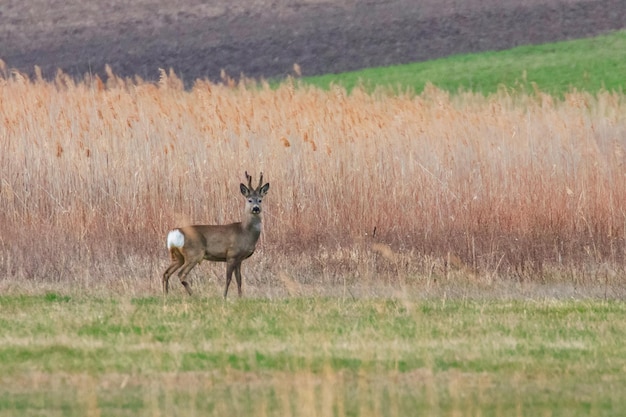 Wilder Rehbock auf einem Feld