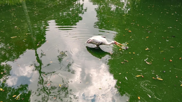 Wilder Reiher mit weißen Federn und langem Schnabel geht und jagt Fische im grünen schmutzigen Wasser im Teich. Exotische hungrige Vögel fangen das Futter im See. Tier in der Tierwelt, Nahaufnahme.