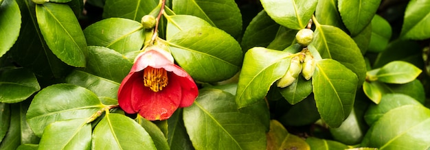 Wilder Rosenbusch mit Blume in der Blüte