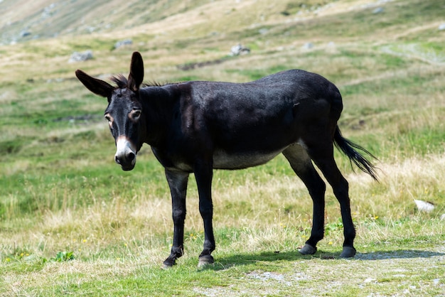 Wilder schwarzer Esel auf einer Weide