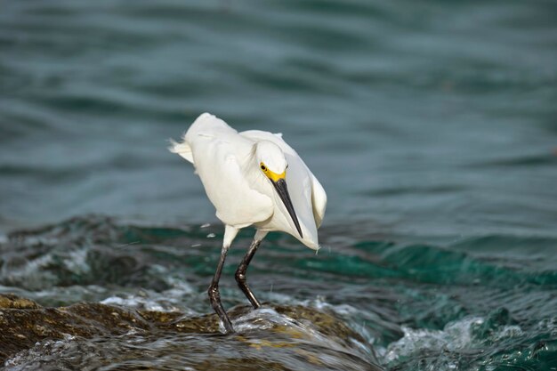 Wilder Seevogel des weißen Reihers, der im Sommer auch als große oder schneebedeckte Reiherjagd am Meer bekannt ist