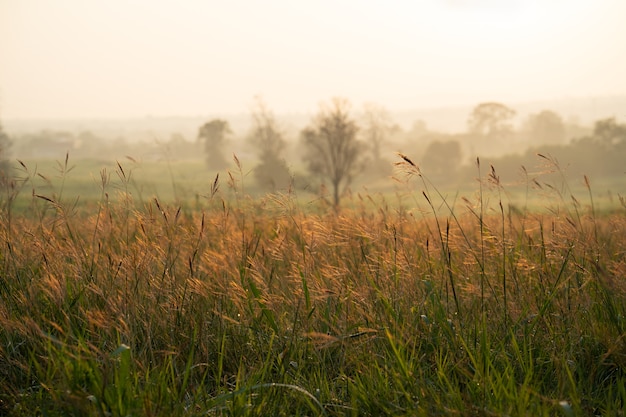 Wilder Sonnenaufgang des Grases morgens