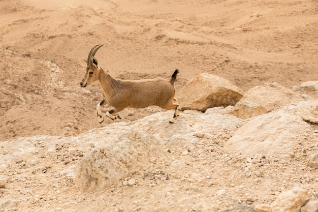 Wilder Steinbock auf der Klippe am Ramon-Krater bei Sonnenaufgang in der Negev-Wüste in Mitzpe Ramon, Israel