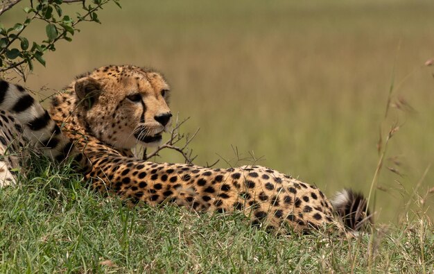 Wilder, süßer Gepard, der im Gras im Masai Mara National Reserve, Kenia, chillt