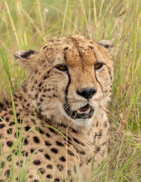 Wilder, süßer Gepard, der im Gras im Masai Mara National Reserve, Kenia, chillt