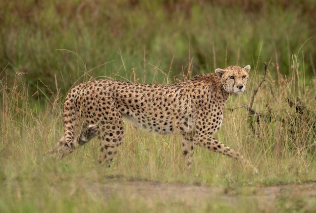 Wilder, süßer Gepard, der im Gras im Masai Mara National Reserve, Kenia, chillt