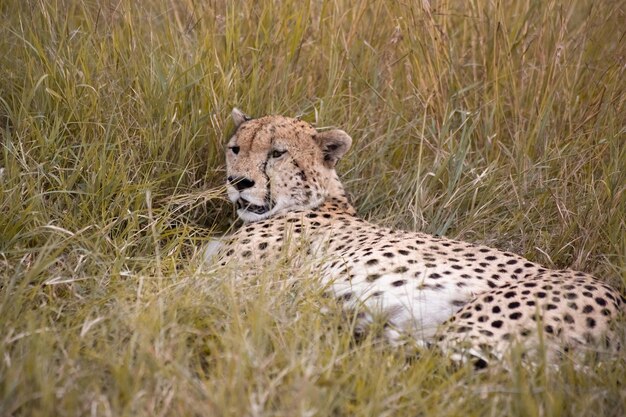 Wilder süßer Gepard, der im Gras in Masai Mara National Reserve Kenia chillt