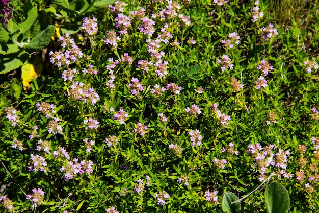 Wilder Thymian (Thymus vulgaris) auf der Wiese