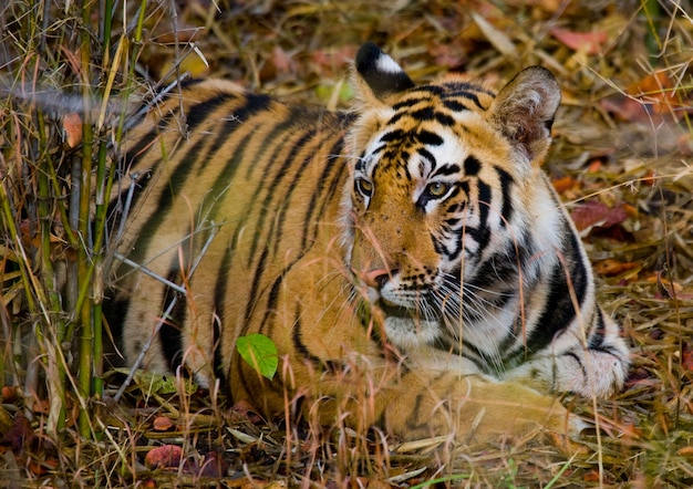 Wilder Tiger, der auf dem Gras Indien Bandhavgarh Nationalpark liegt