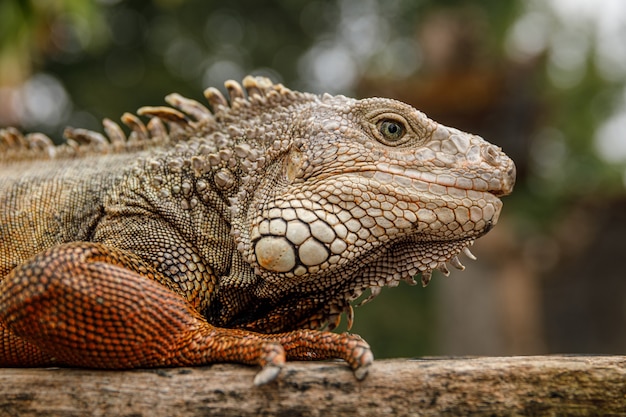 Wilder und schöner Leguan, der auf dem Stück Holz sitzt