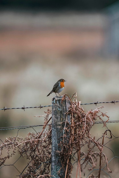 Wilder Vogel auf einem Zaun